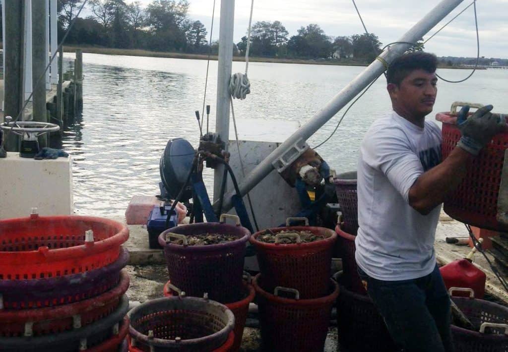Picture of Oyster Farmer 'Fishing Ford's Wicked Oysters'
