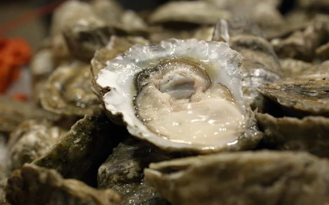 Our Signature Wicked Pissah Oyster – Harvested Exclusively for Ford’s Fish Shack!